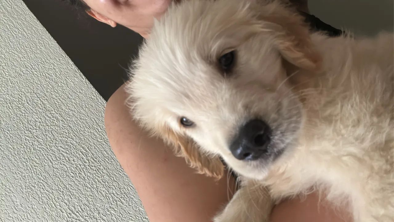 Vende-se Golden Retriver - Foto 3