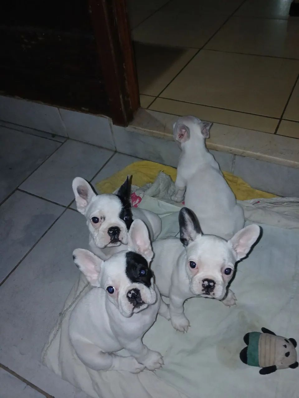 Buldog frances Puro - Foto 4