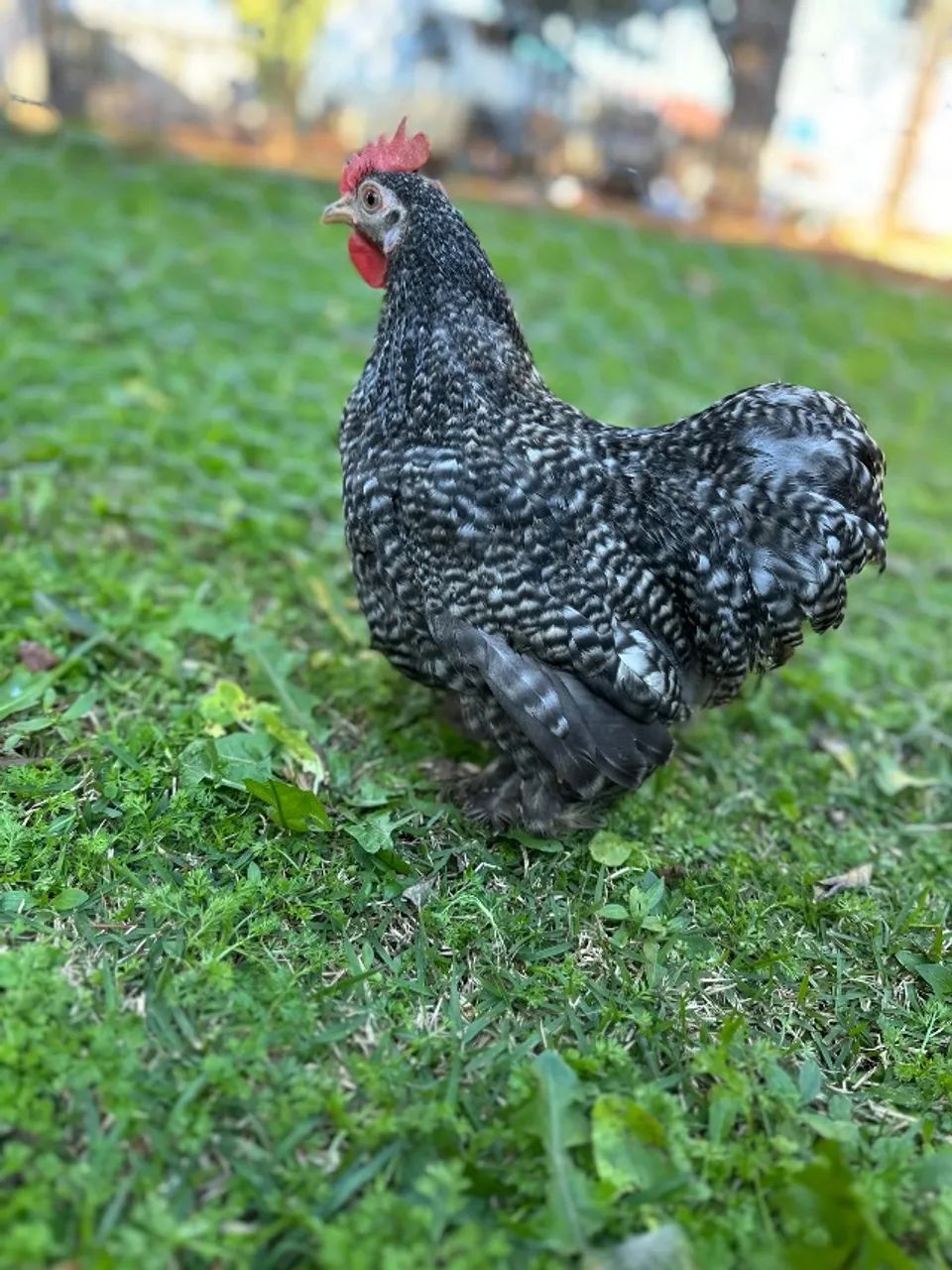 Frango mini cochim barrado  - Foto 3