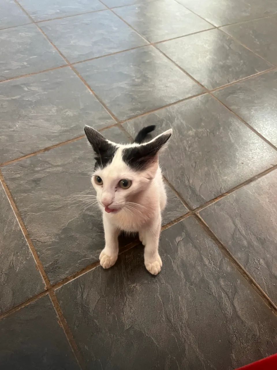 Doação de gatinha  - Foto 2