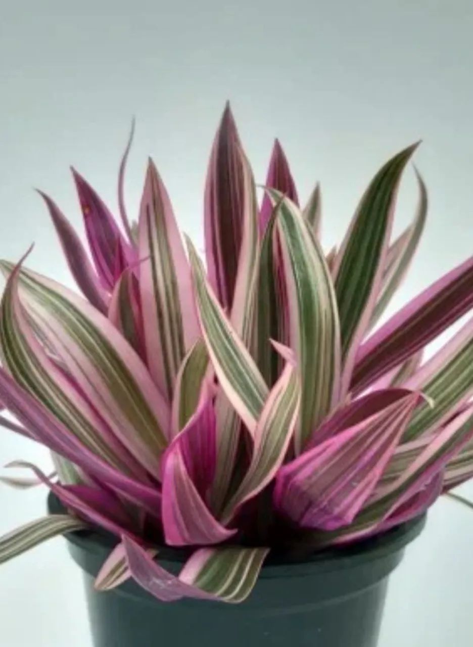 Mudas de planta abacaxi roxo 