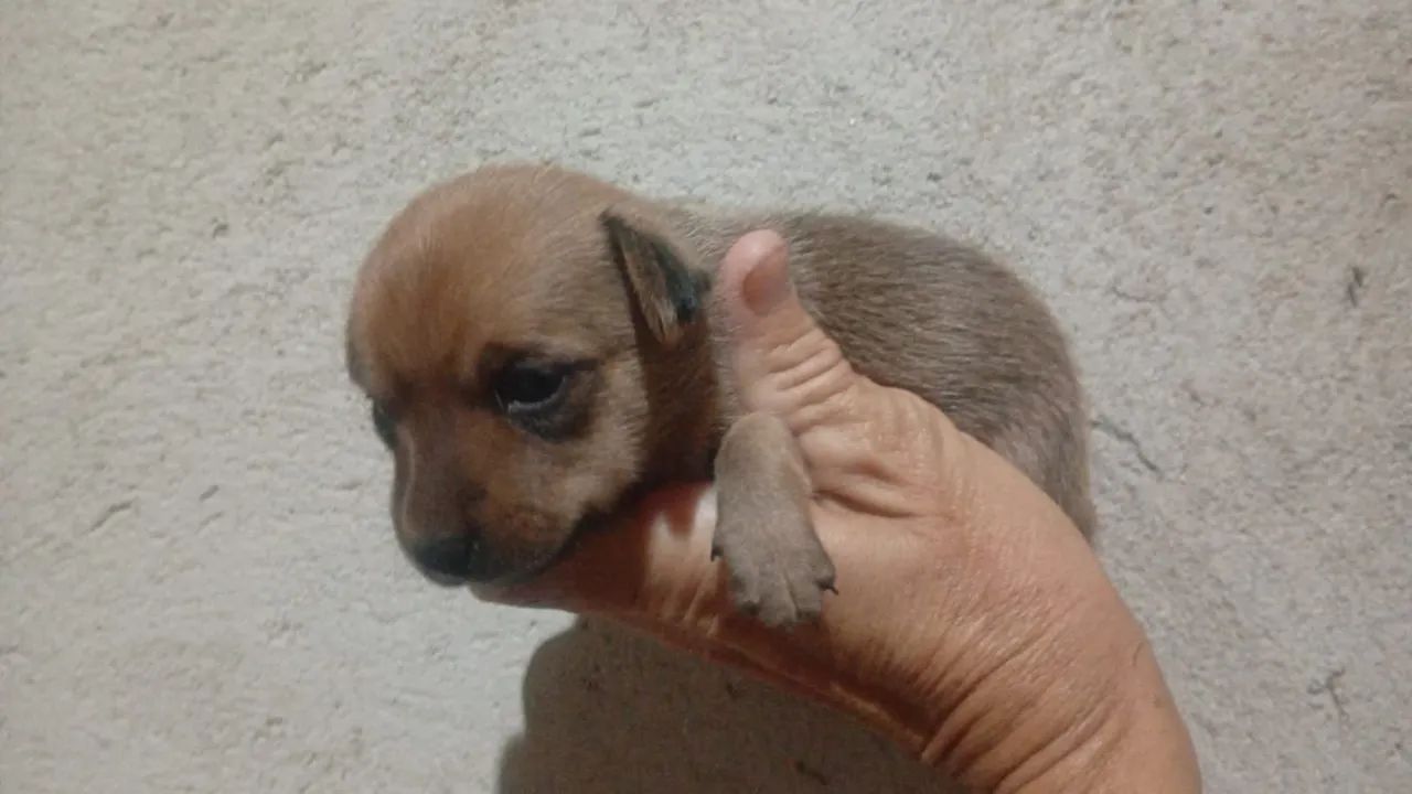 Zerinho - Foto 5