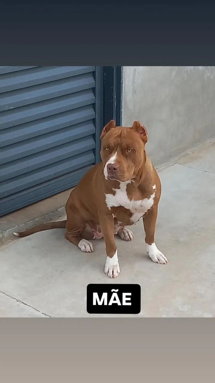 Pitbull  - Foto 5