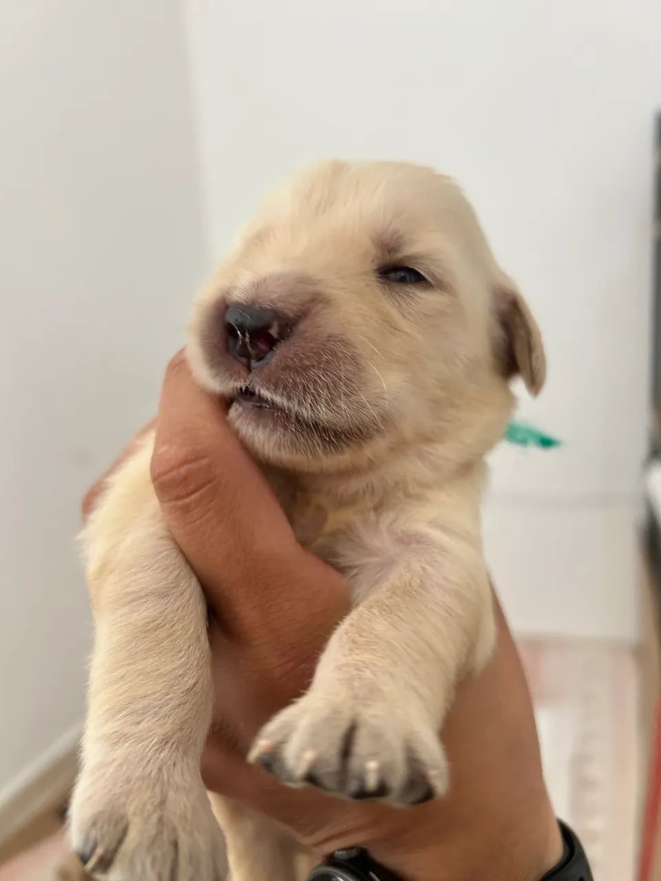 Golden  - Foto 4