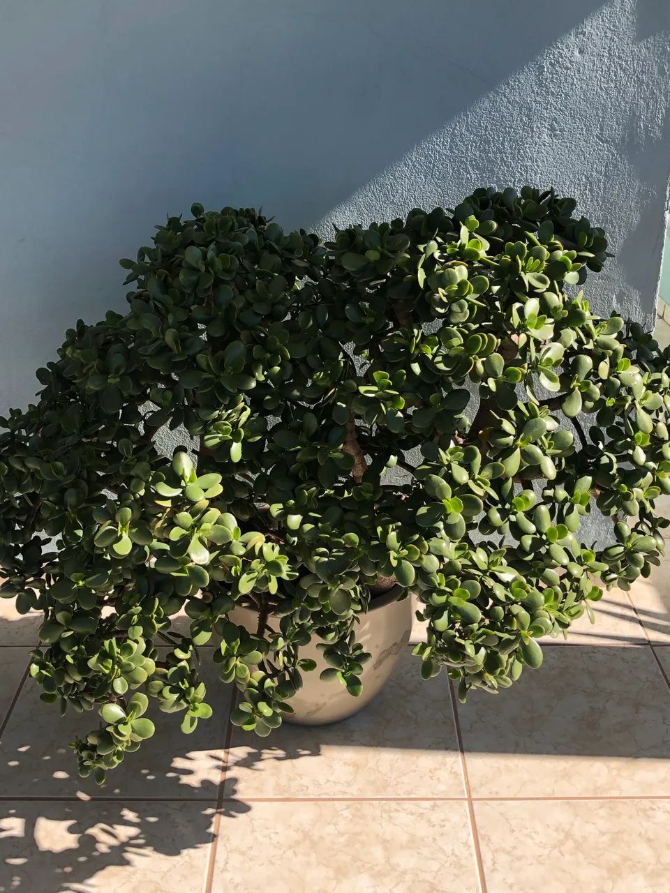 Planta Jade (3) - Foto 2
