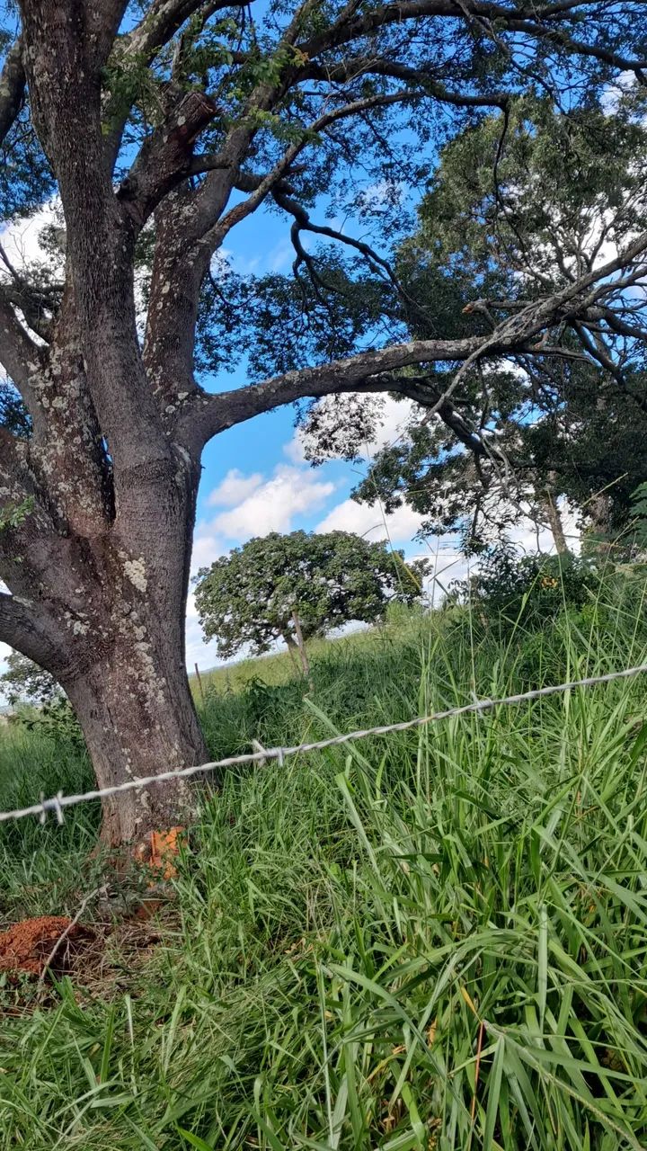 Foto - Santa Luzia - São Cosme de Cima (São Benedito)