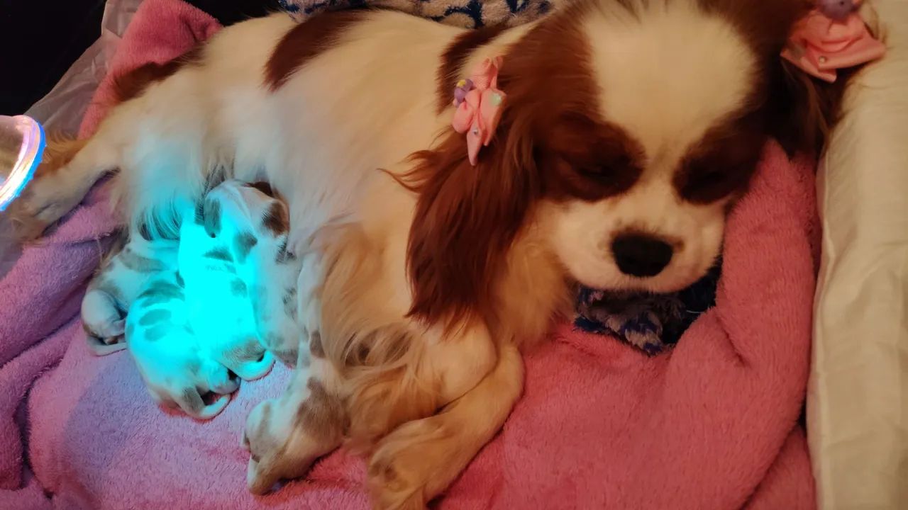 Filhote macho de Cavalier king  - Foto 4