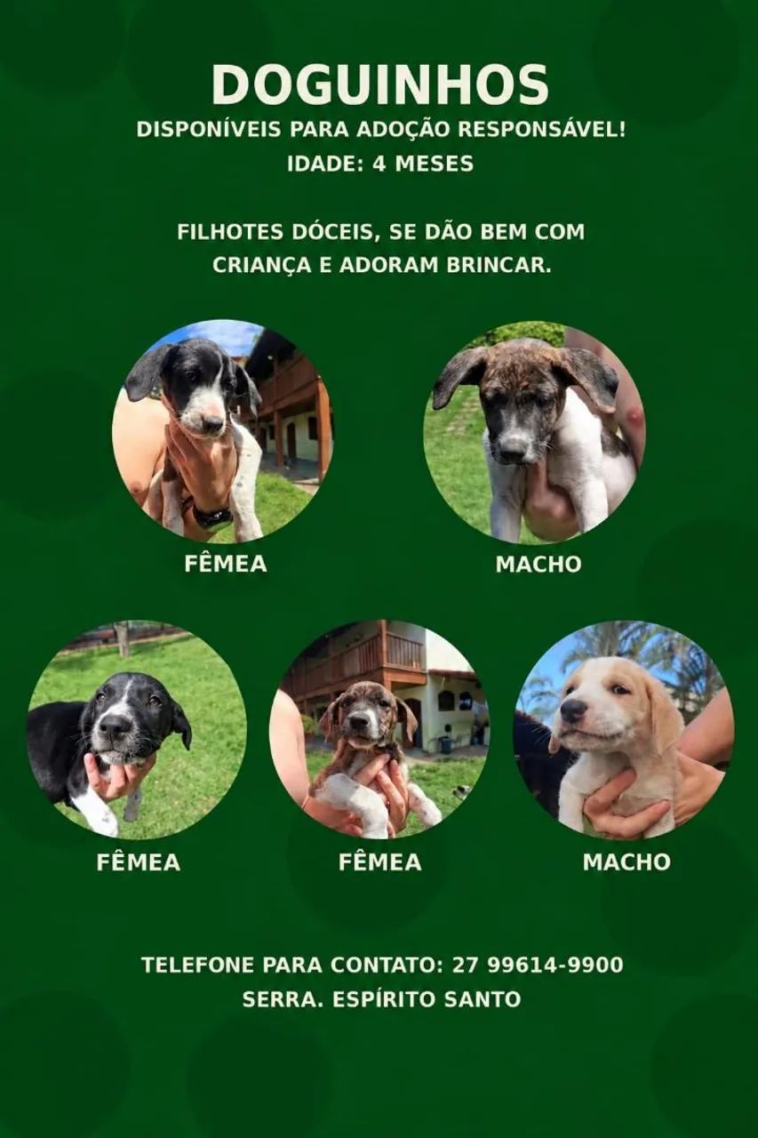 DOGUINHOS PARA ADOÇÃO RESPONSÁVEL 