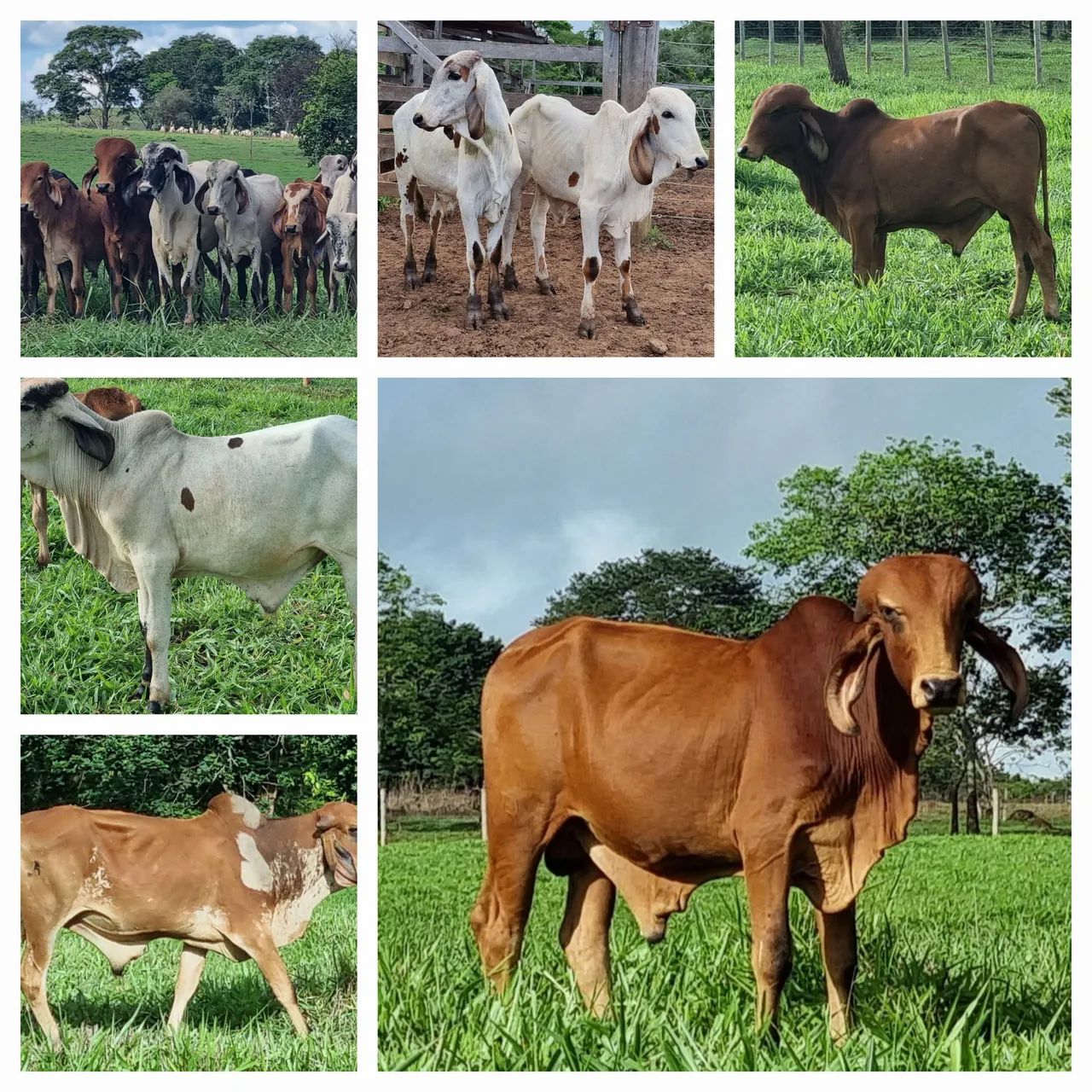 Bezerros/Tourinhos GIR