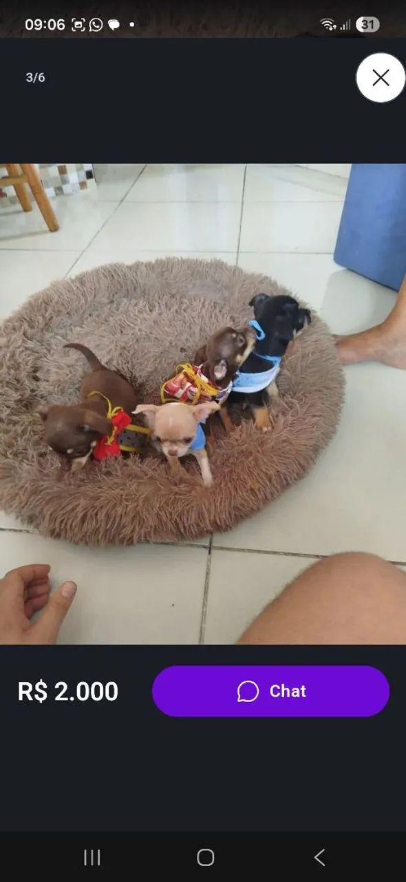 Chiuahua cabeça de maçã.