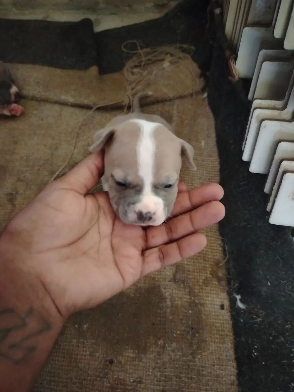 Filhotes pitbull - Foto 4