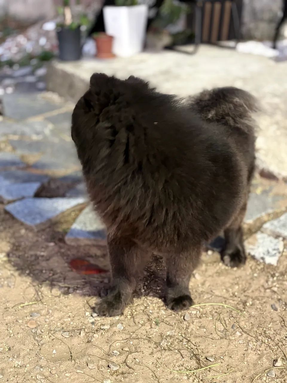 Cachorro  - Foto 4
