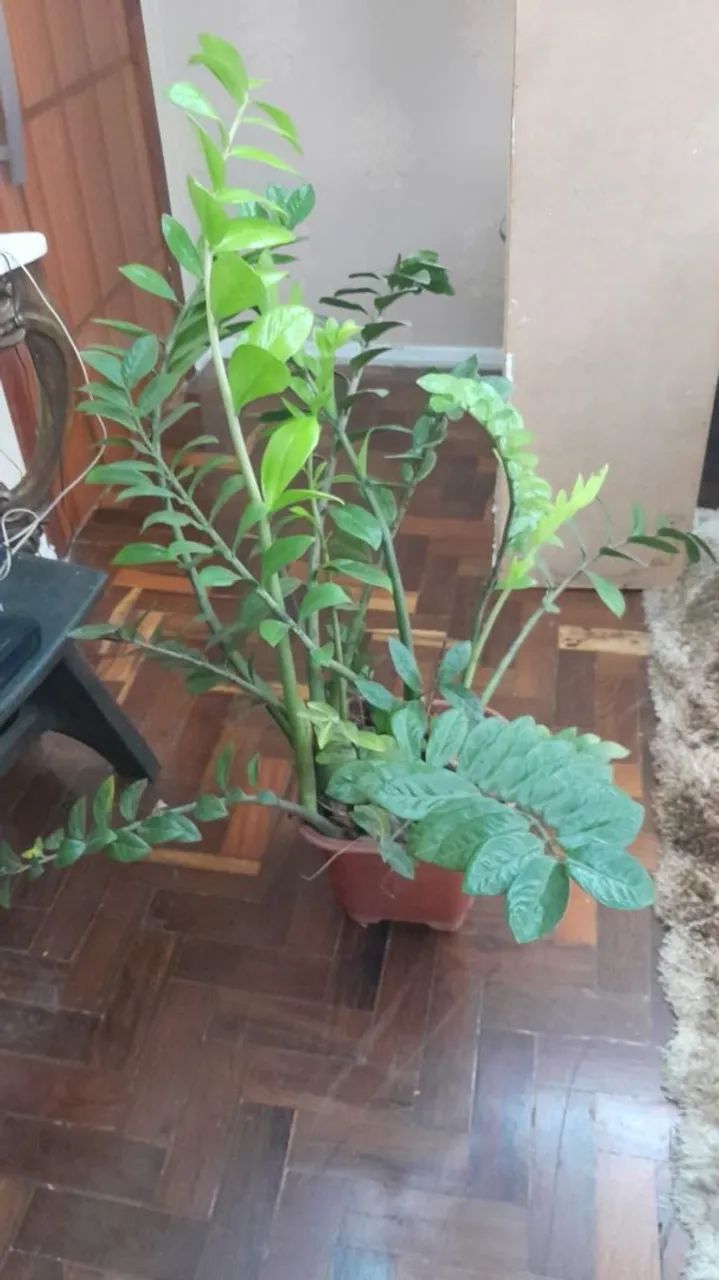 Planta Zamioculca  - Foto 2