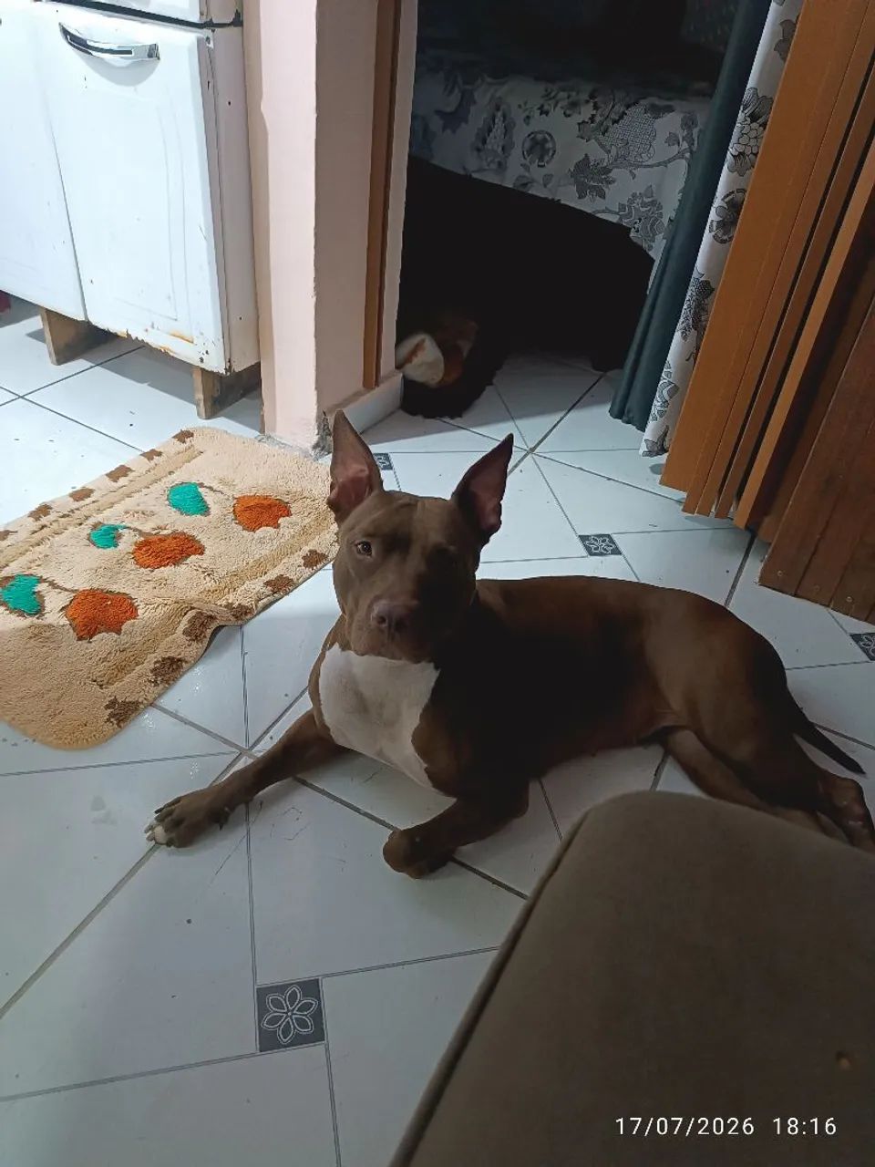 Doa-se Pitbull Red NOSE 