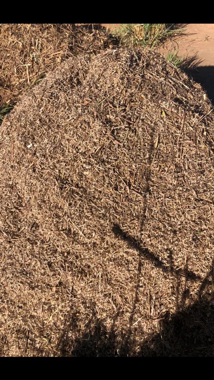 sementes para pasto - Foto 2