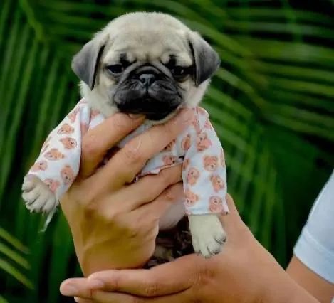 Pug cinza e preto disponíveis 
