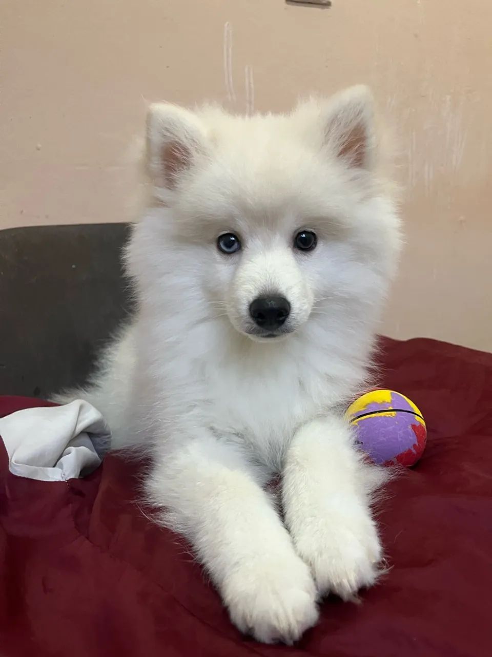 Pomsky - Foto 2