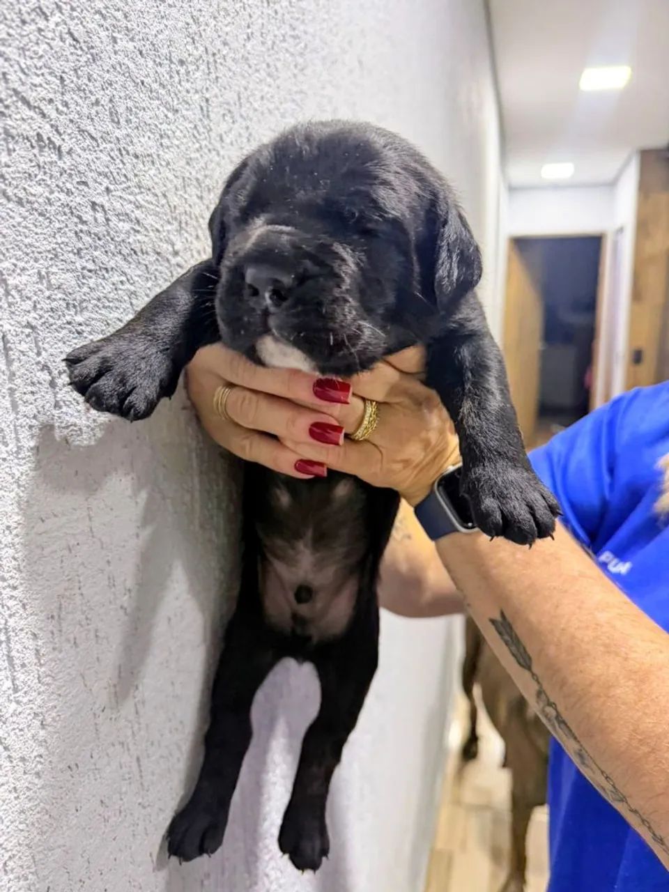 Cane corso Italiano  - Foto 2
