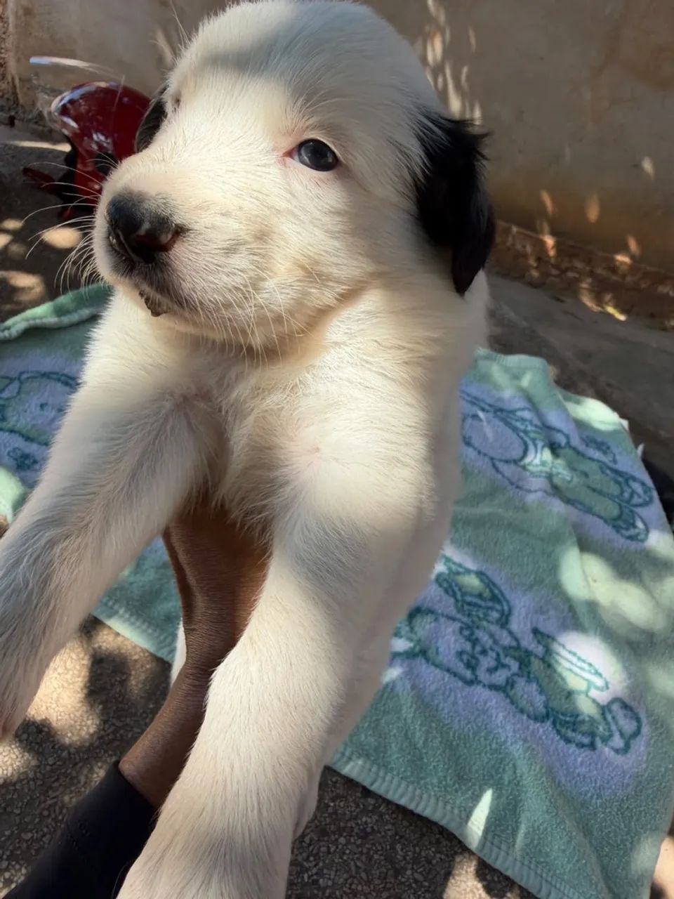 Border collie  - Foto 4