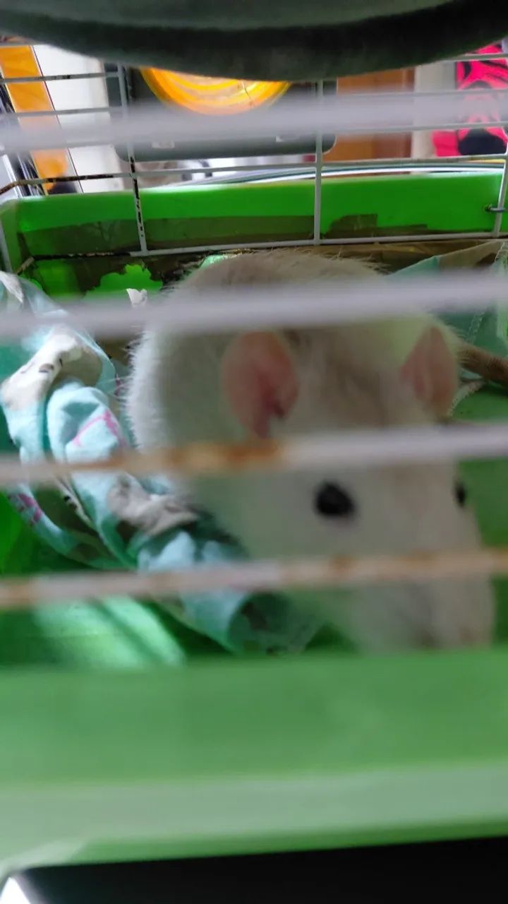 Ratinho Twister Adulto Para Doação 