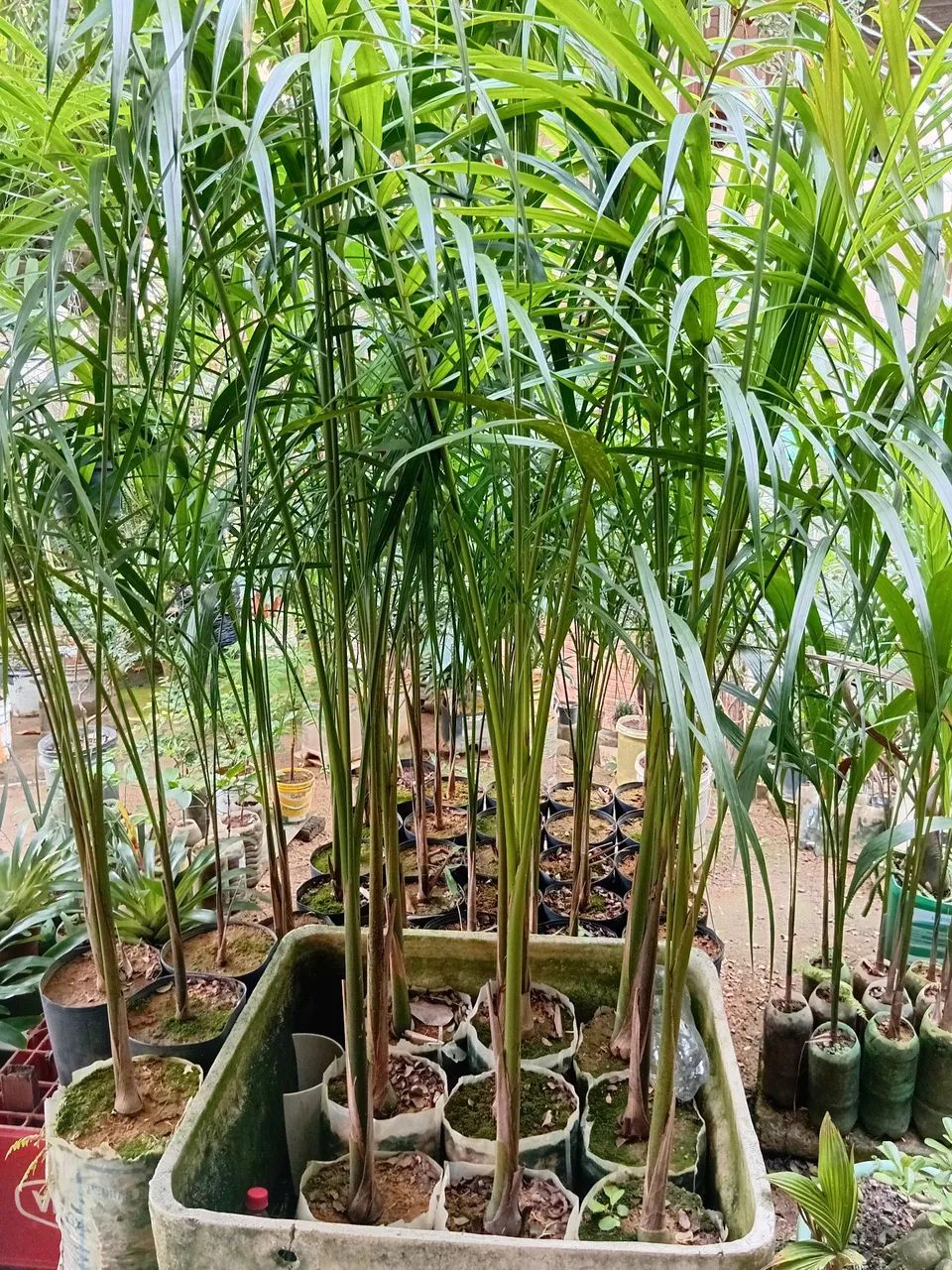 Palmeira imperial 