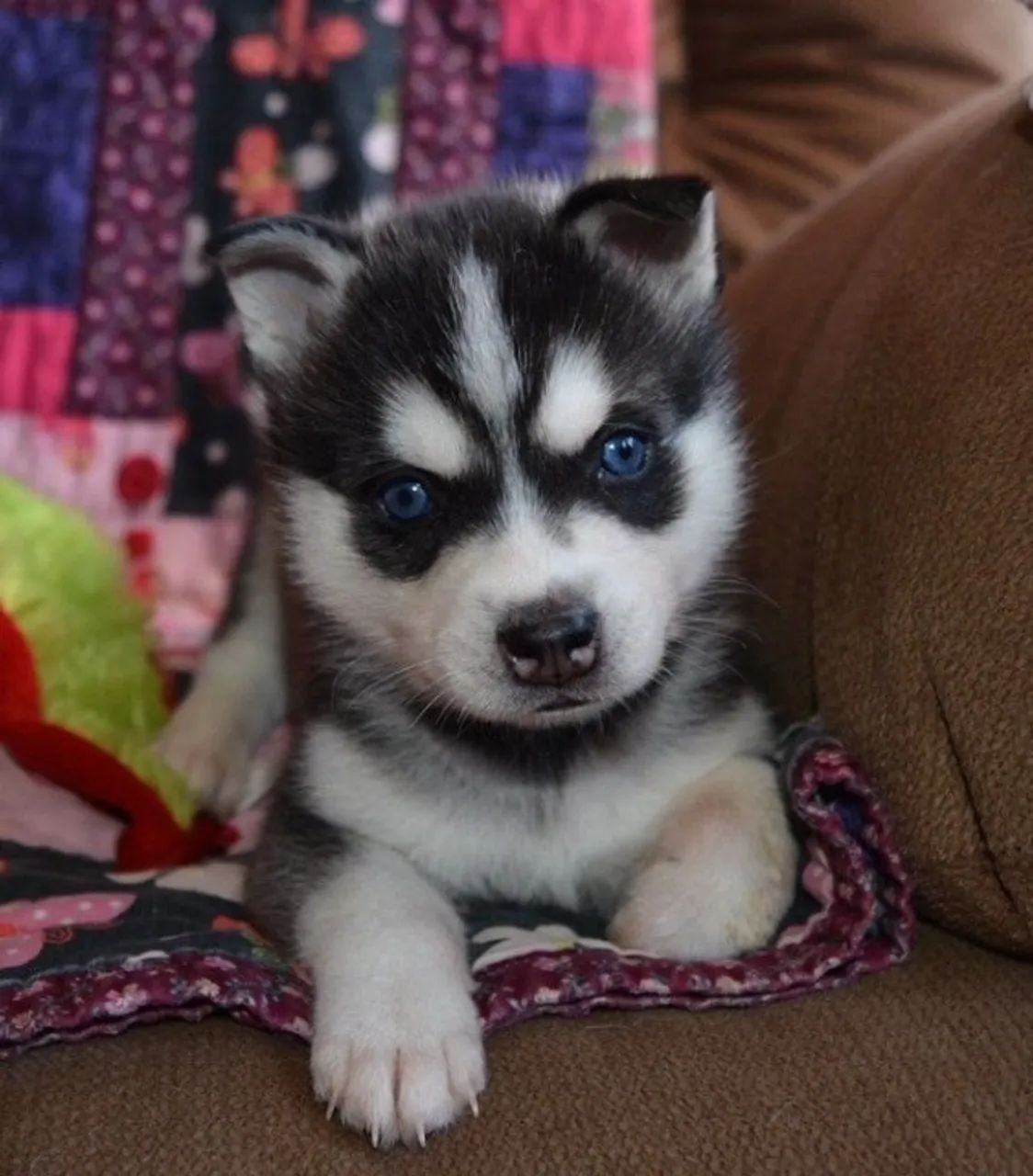 Husky Siberiano Filhote Forte e Saudável