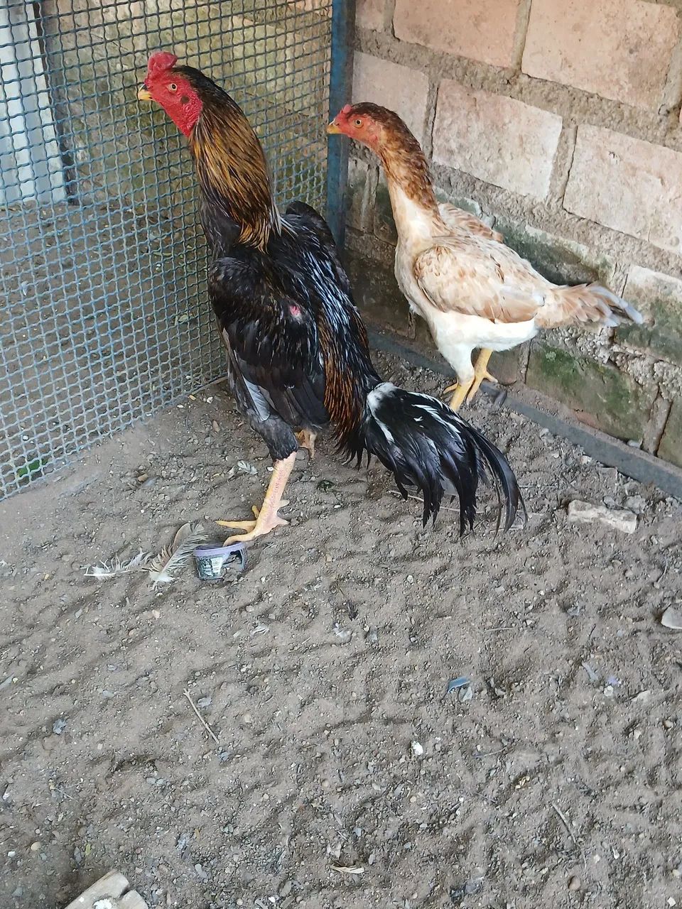 Galinha  - Foto 2