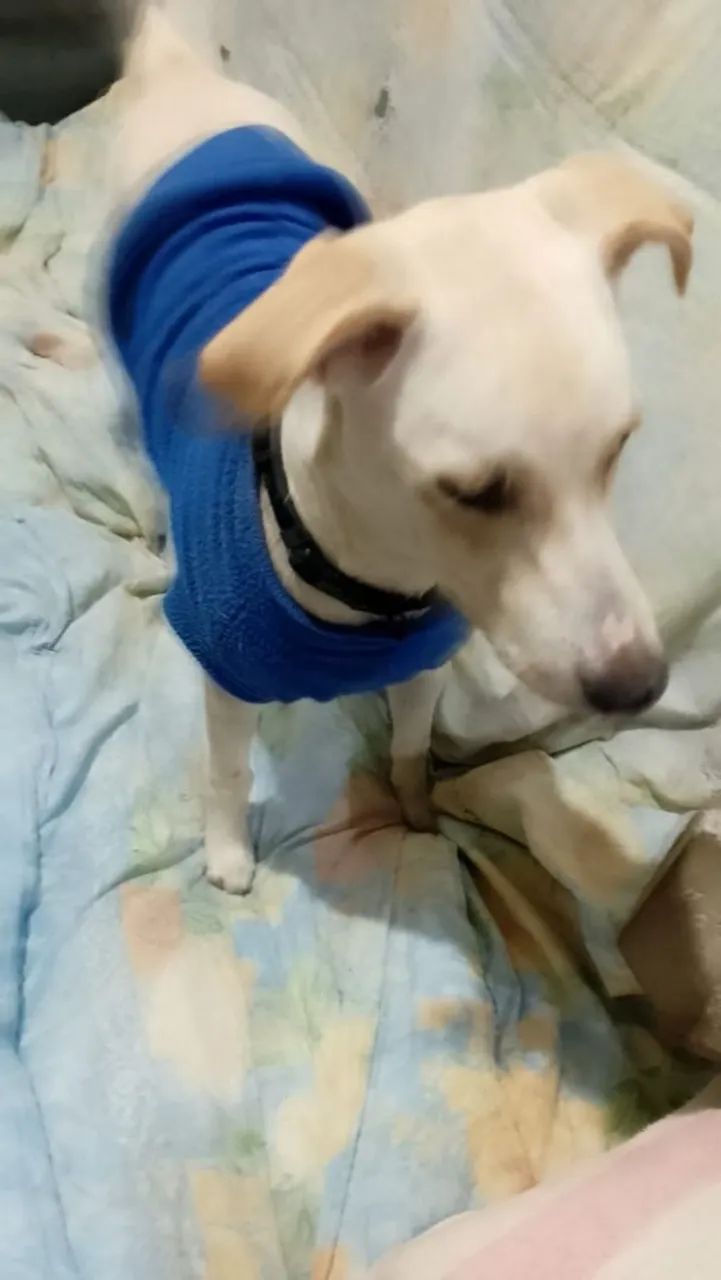 Adoção responsável  - Foto 2