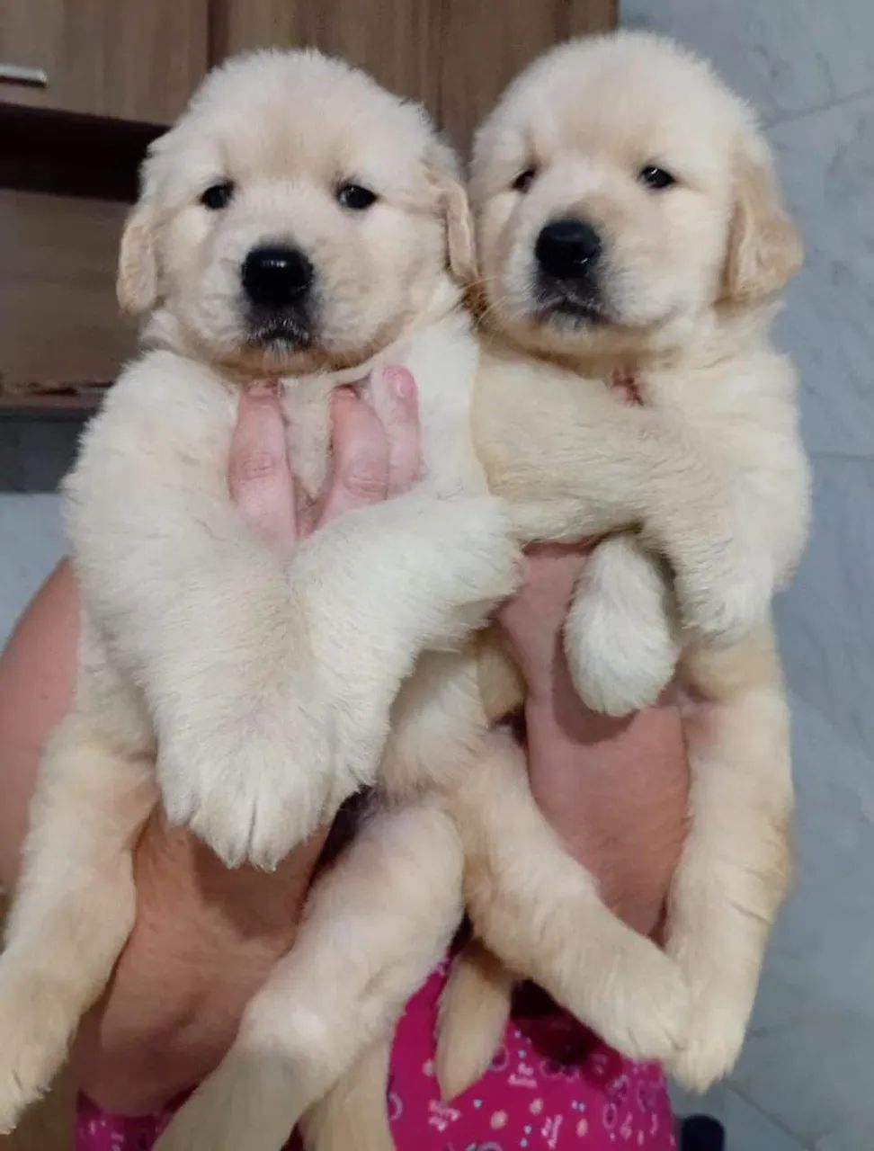 Golden retriever
