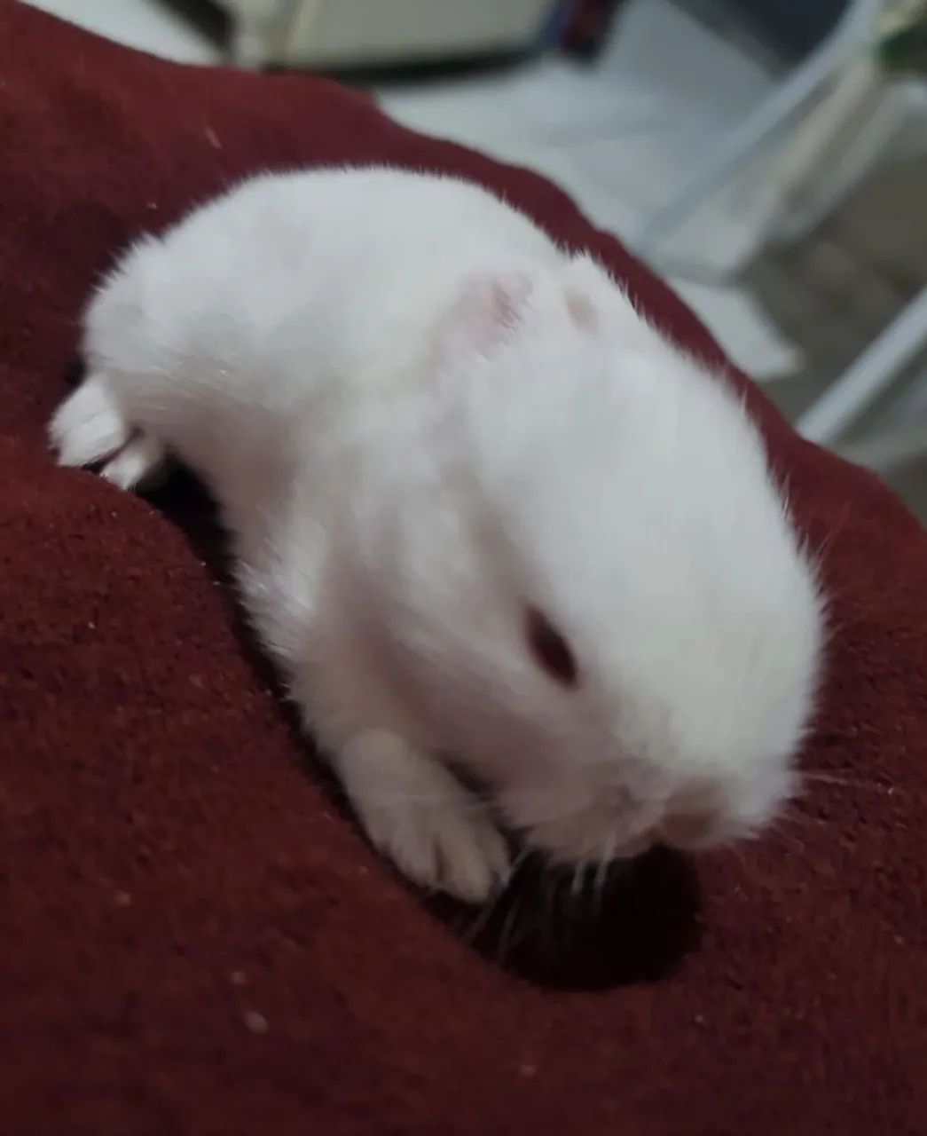 Mini Lion - Foto 2