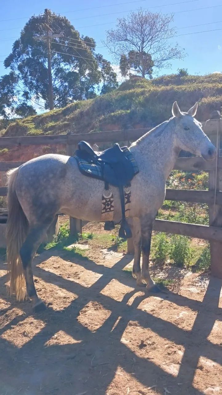 Égua Mangalarga Marchador (Registrada) - Foto 5