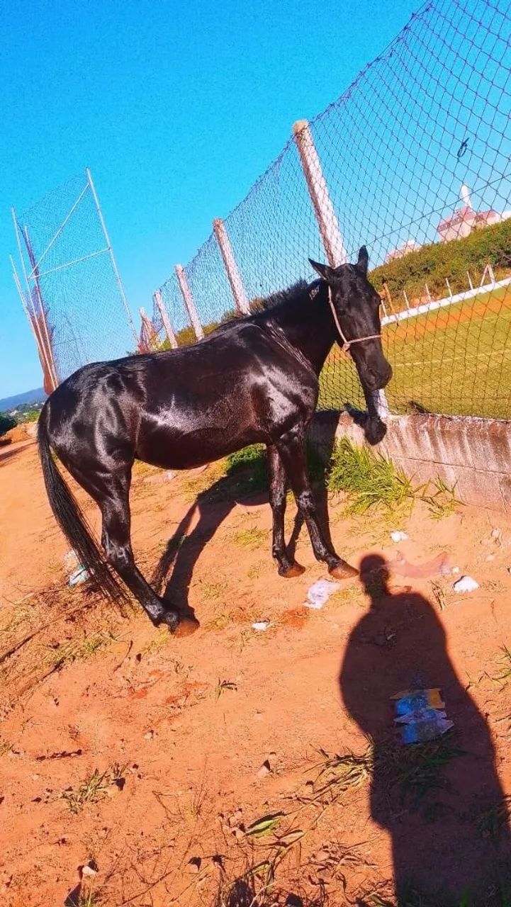 Cavalos 