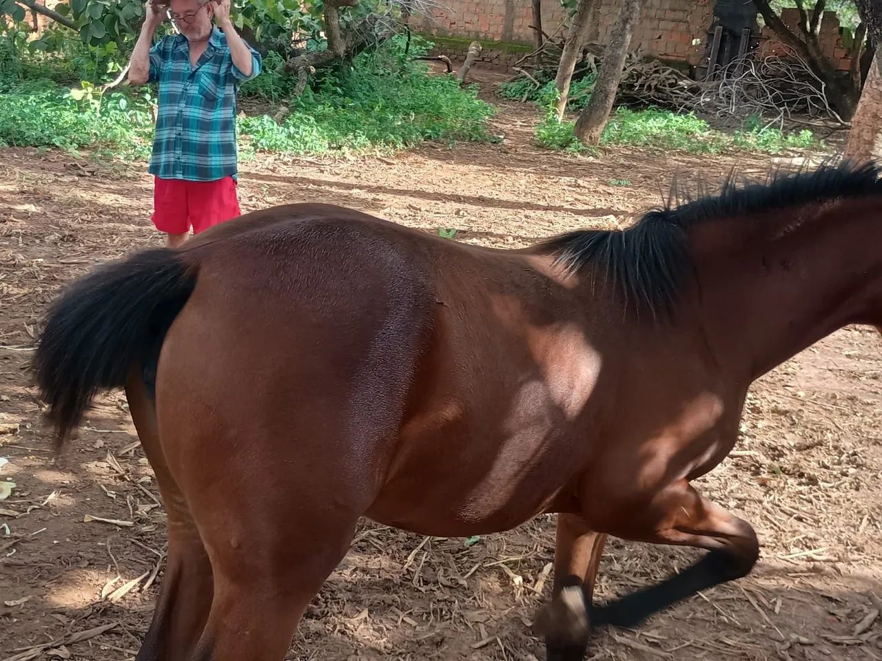 Potra quarto de milha