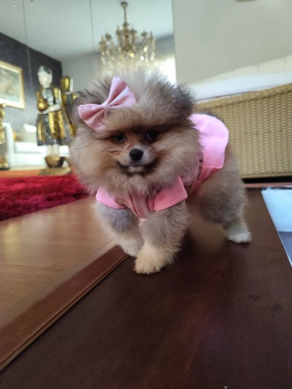 Lulu da Pomerânia  - Foto 3