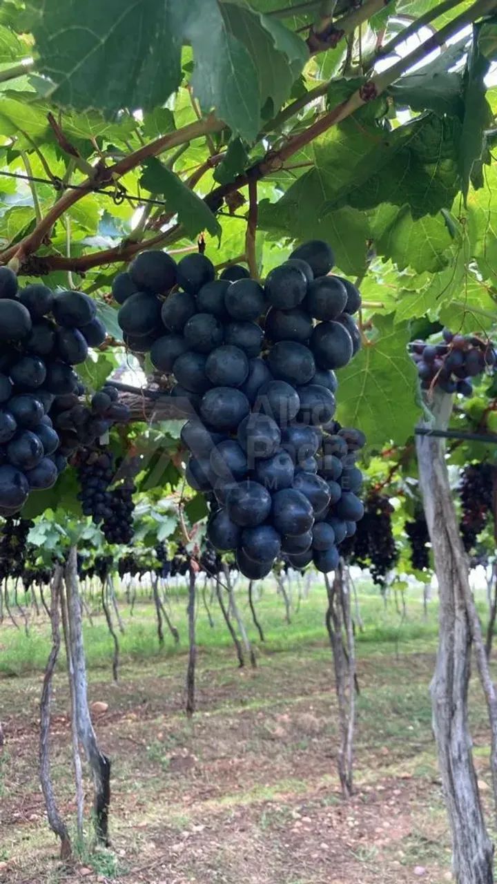 FAZENDA PARA ARRENDAMENTO!!!