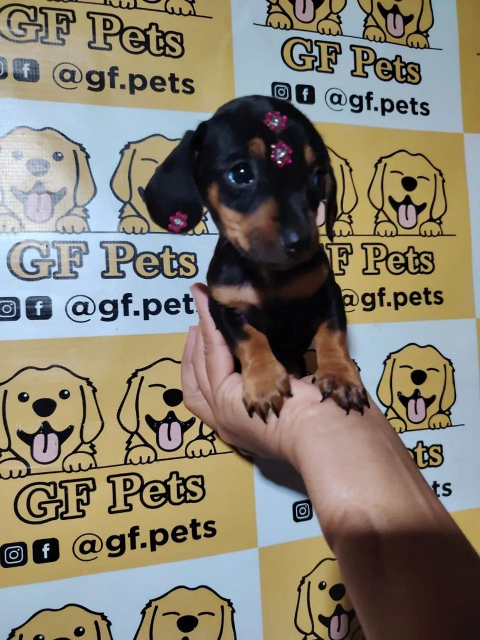 Teckel Dashchund salsicha cofap micro e padrao - Foto 5