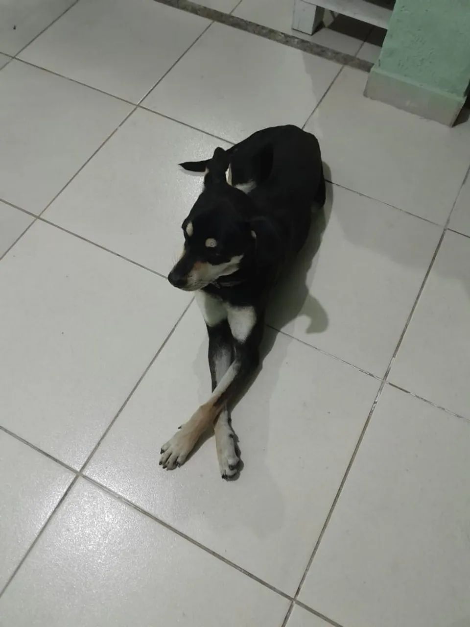 Pet  - Foto 5