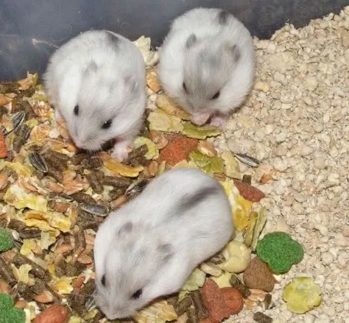 Hamster  - Foto 3