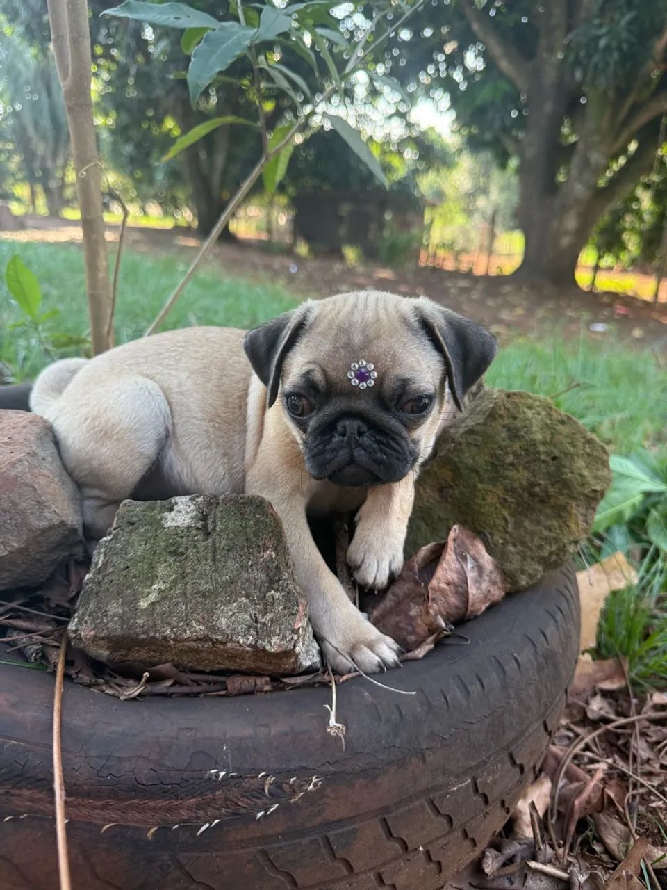 Pug - Foto 2