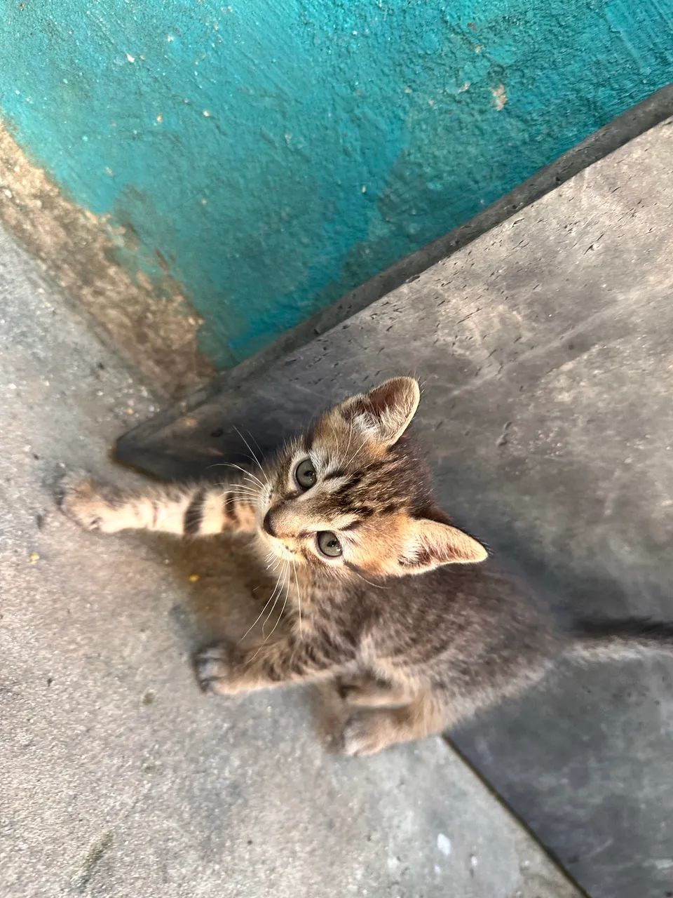 Adoção  - Foto 5