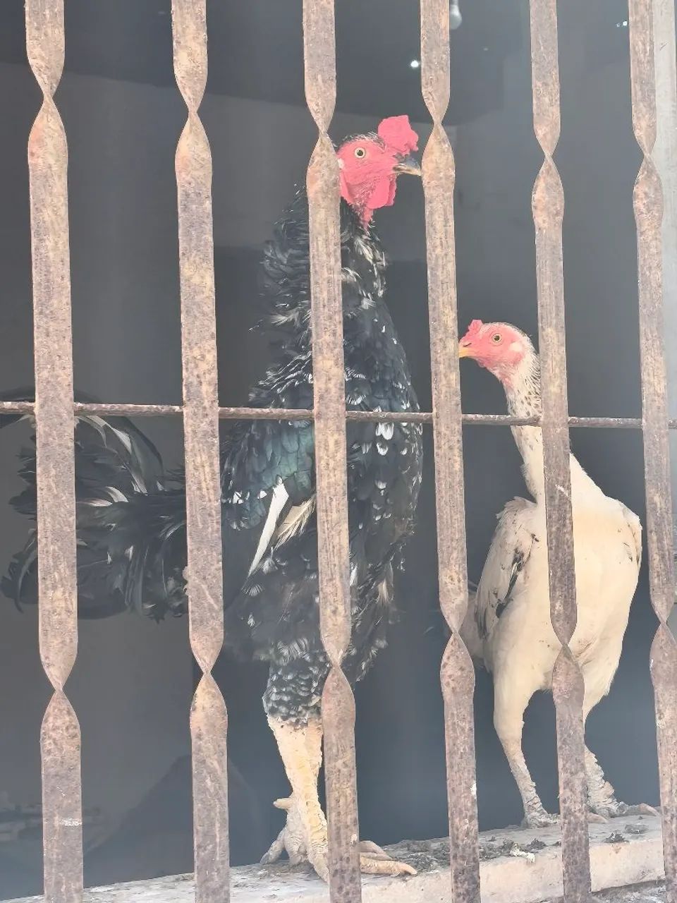 Frango  - Foto 2