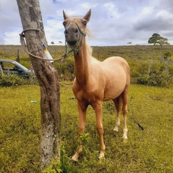 Potro QM 3/4 - Foto 2