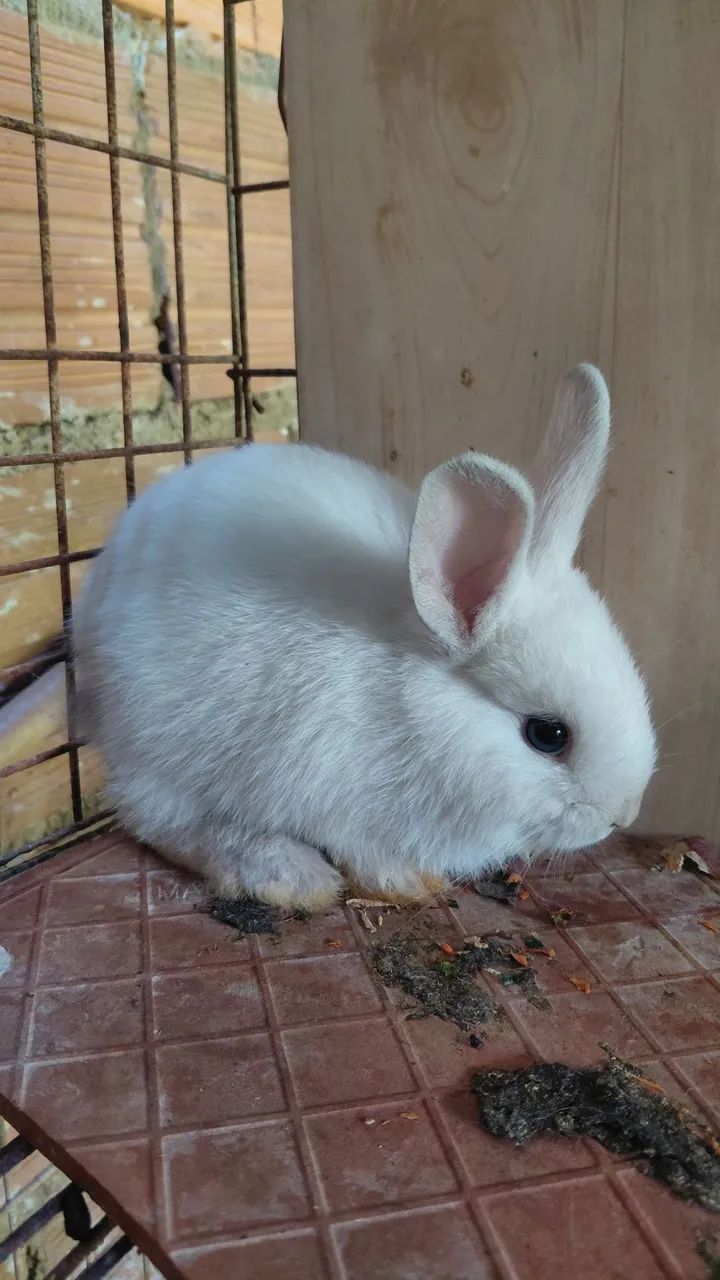 Coelhos - Foto 3