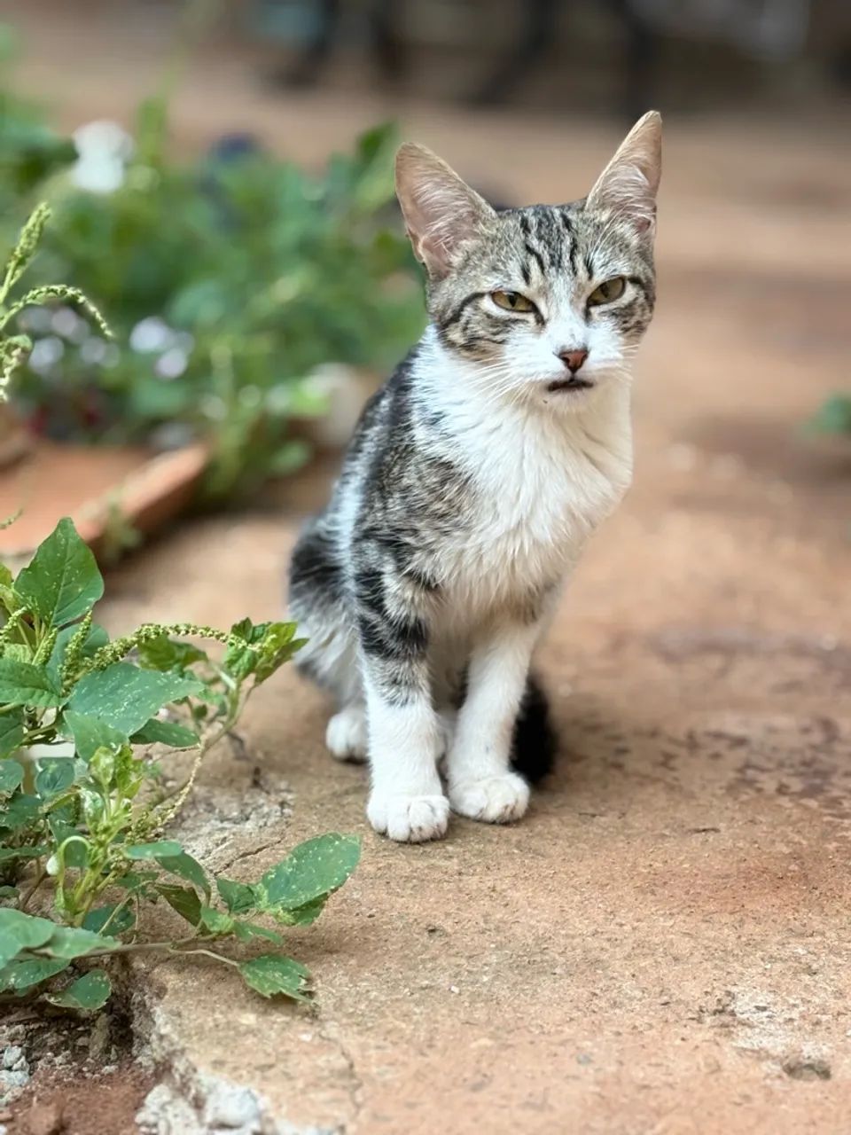 Doação de Gatos - Foto 2