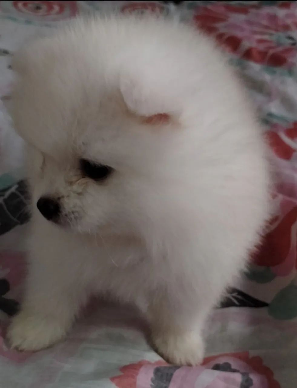 Lulu da pomeranea 