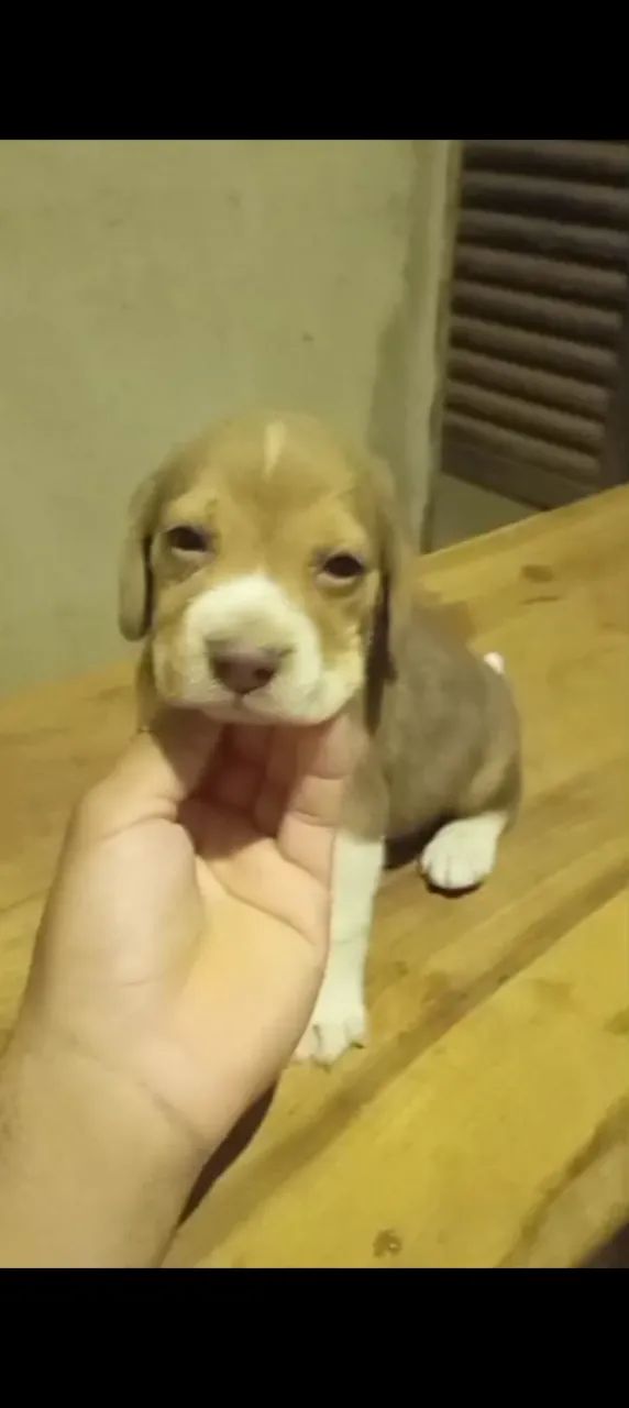 Filhote de beagle - Foto 3