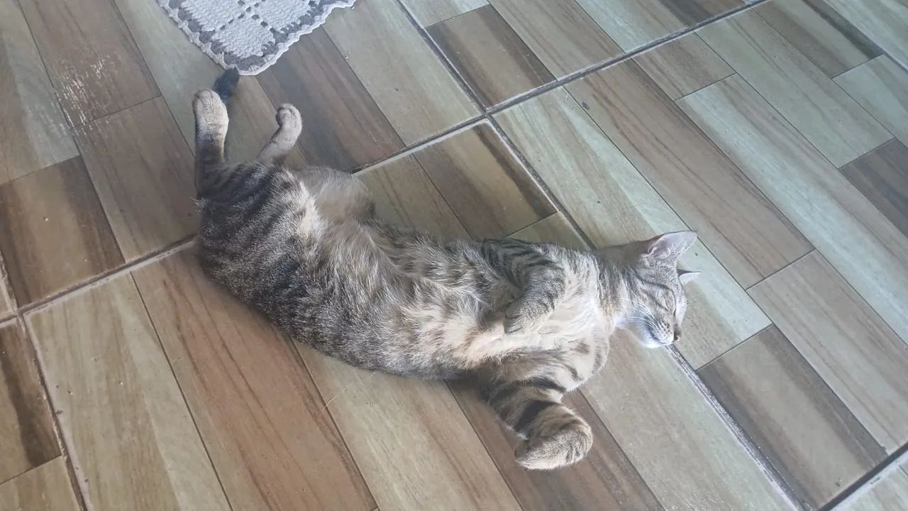 Adoção responsável 