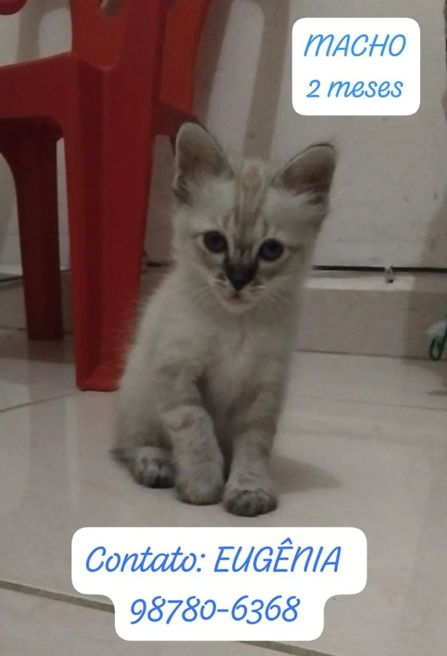 Adote um gatinho  - Foto 4