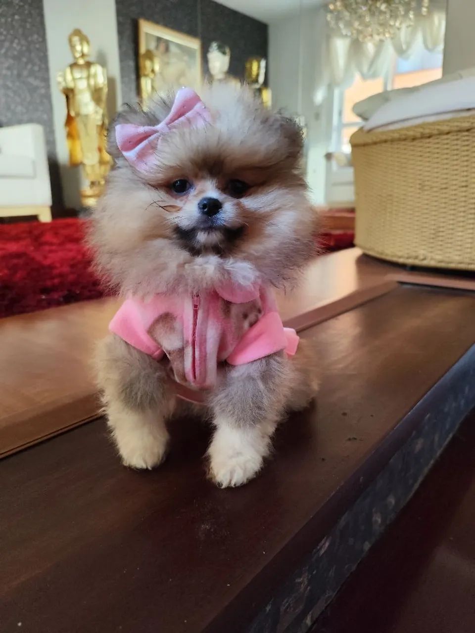 Lulu da Pomerânia  - Foto 2