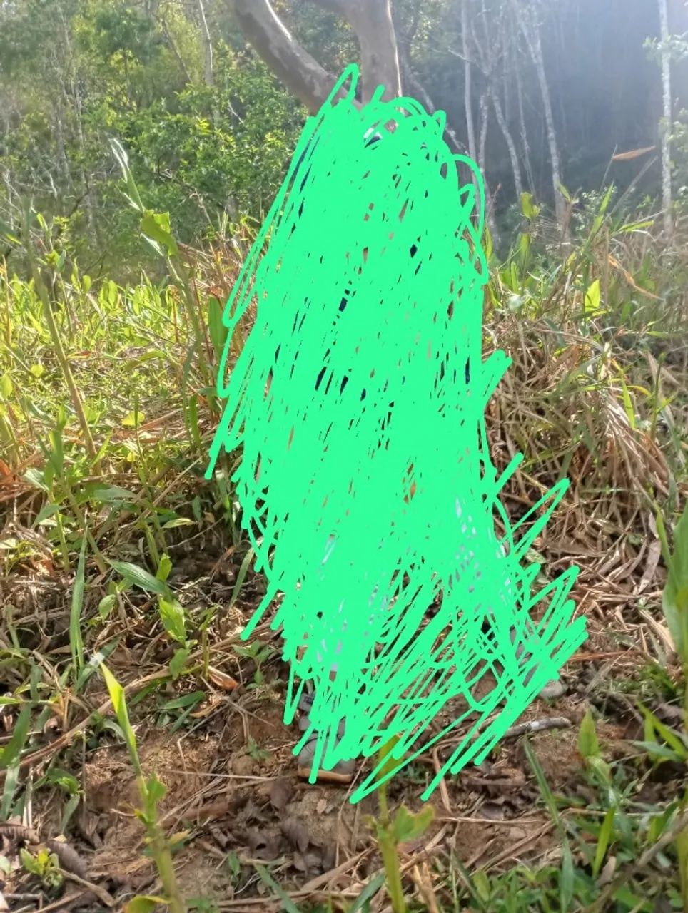 Terreno tem 2, 5 de alqueires 
